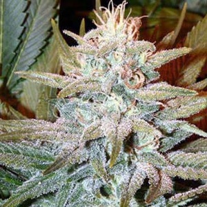 Aurora Indica