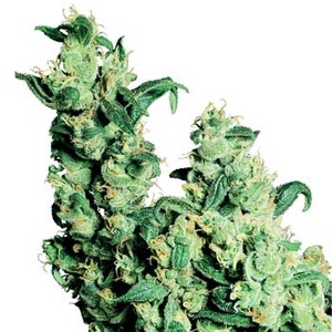 Jack Herer